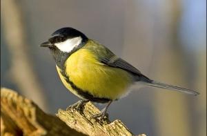 В Лиепае массово погибают синицы