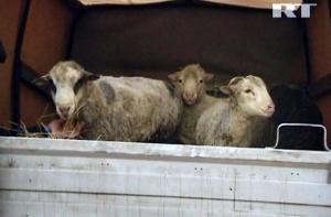 Полиция пресекла праздничное жертвоприношение в Москве
