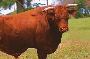 Мужчину забодал его же бык