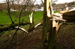 В Риге на маршрутку упала сосна, движение транспорта ограничено