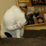 Рижских котов сегодня будут фотографировать