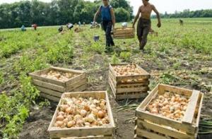 На развитие села выделят 43 миллиона латов