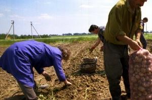 Дешевую шведскую картошку в Латвии не нашли