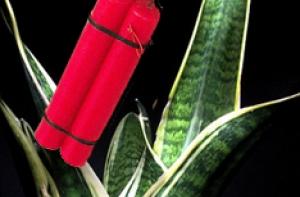 «Минеров» Плявиньской ГЭС уже задержали