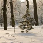 Сегодня выберут главную елку Риги