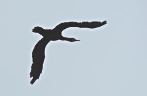 Перелетные птицы предпочли зимовать в Латвии