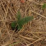 Экспорт леса побил рекорды 2007 года