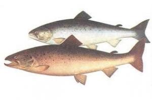 В магазинах подскочил спрос на рыбу и мандарины