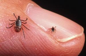 Клещевой энцефалит не щадит латвийцев