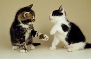 Официальным котам Риги прислали подарки