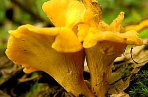 В латвийских лесах обнаружены лисички (ДОПОЛНЕНО, АУДИО)