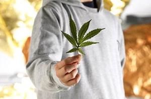 В Европе собираются легализовать марихуану