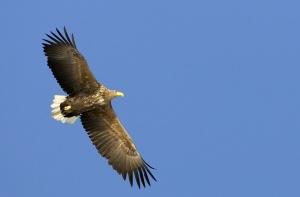 Птицей 2012 года станет орлан-белохвост