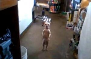 Пес Стюарт танцует сальсу и меренге (ВИДЕО)