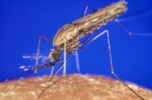 Эксперт: теплая зима - к нашествию насекомых