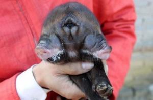 Поросенок с двумя рылами и одним глазом родился в Китае