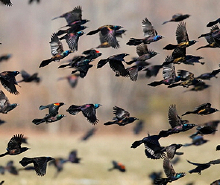 На США пролился дождь из мертвых дроздов