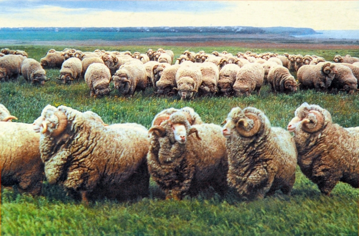 Министр: у овцеводства в Латвии огромное будущее