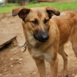 Трагедия в Шампетерсе: в Риге шквал звонков о бродячих собаках