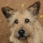 Латвийским собакам вживят микрочипы