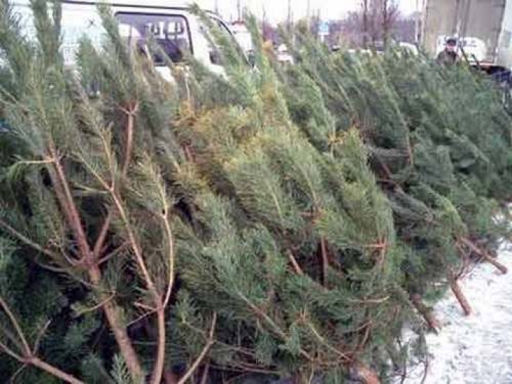 Рижскими елками будут топить библиотеку