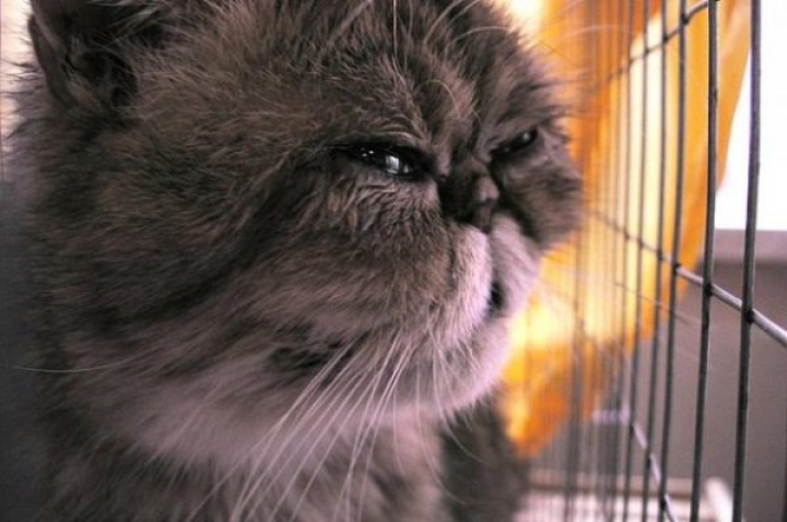 Nestle запустила онлайн программу для толстых животных