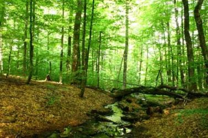 В Англии восстановят древние леса