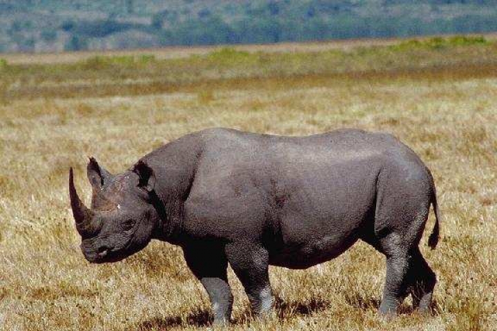 С браконьерами в ЮАР будет бороться армия