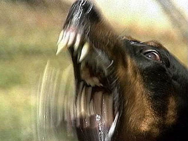 Эксперт: женщину загрызли голодные сторожевые псы