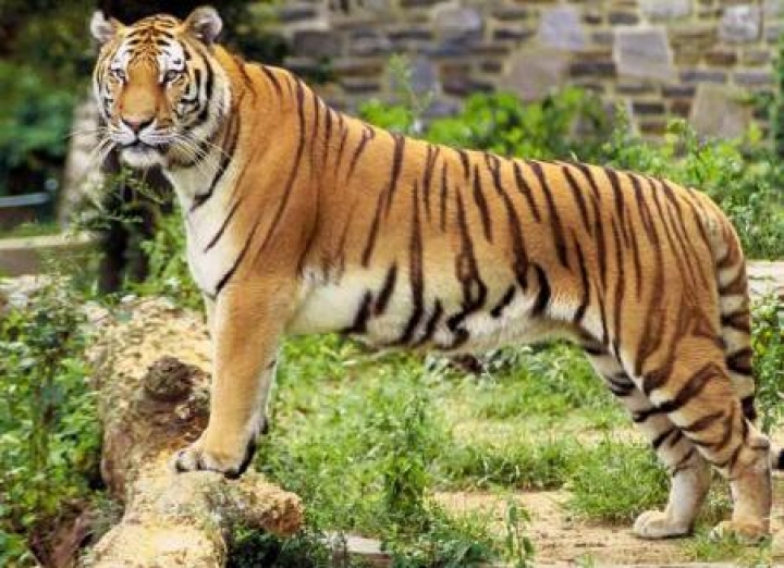 Цирковой тигр тяжело ранил ребенка