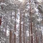 ТВ3: латвийские леса кормят шведских пенсионеров