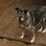 Приюты для животных переполнены