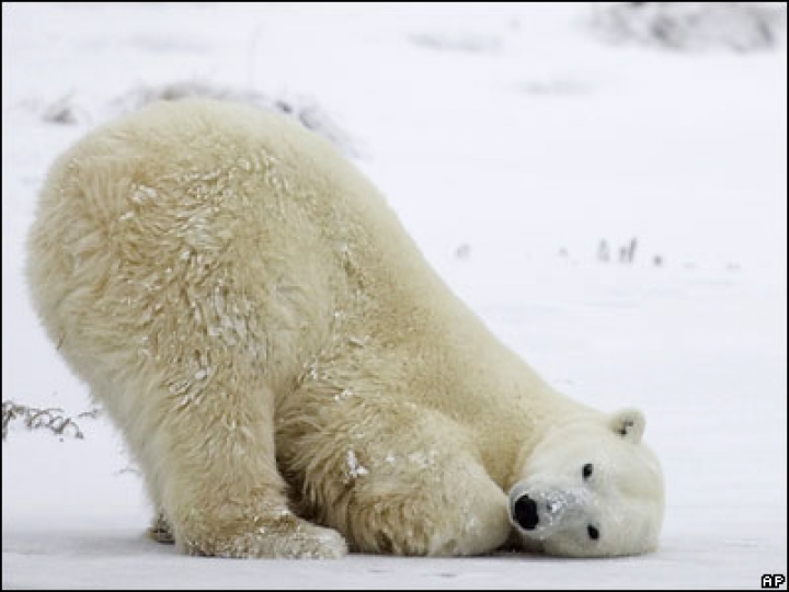 Рижский зоопарк может потерять белого медведя