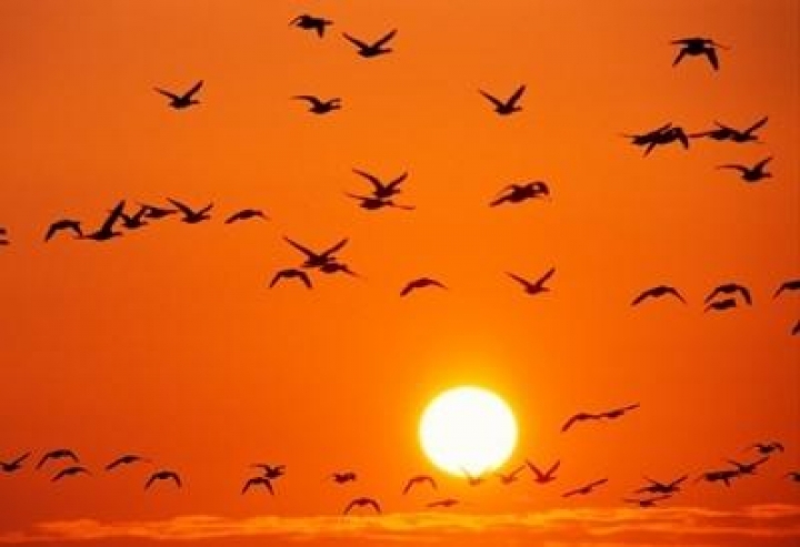 Первые перелетные птицы могут вернуться в начале марта