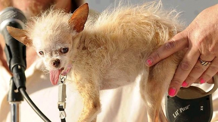 В США умерла самая уродливая собака в мире