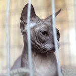 В Доме конгрессов собрались рижские коты