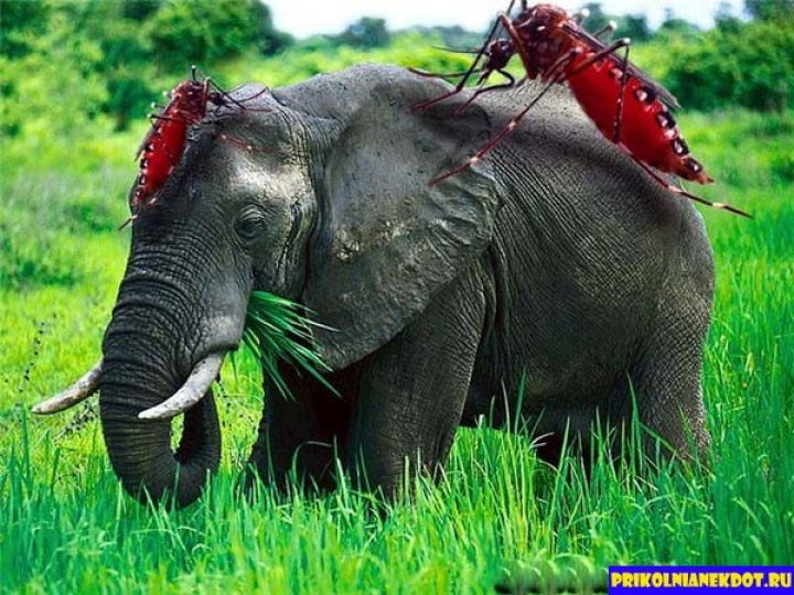 Глава МИД: Латвия - не комар на слоне