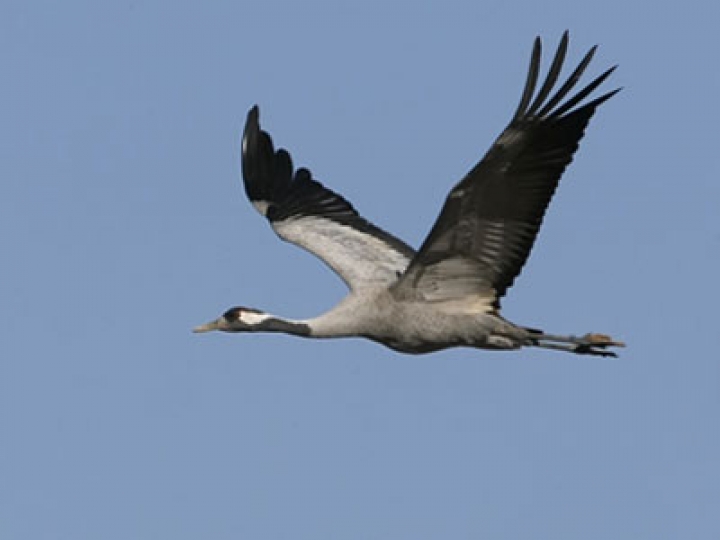В Латвию вернулись журавли
