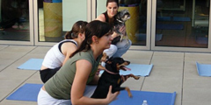 В Аризоне появились курсы йоги для собак