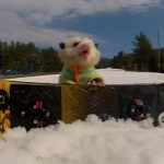 Опоссум на сноуборде стал звездой Интернета (ВИДЕО)