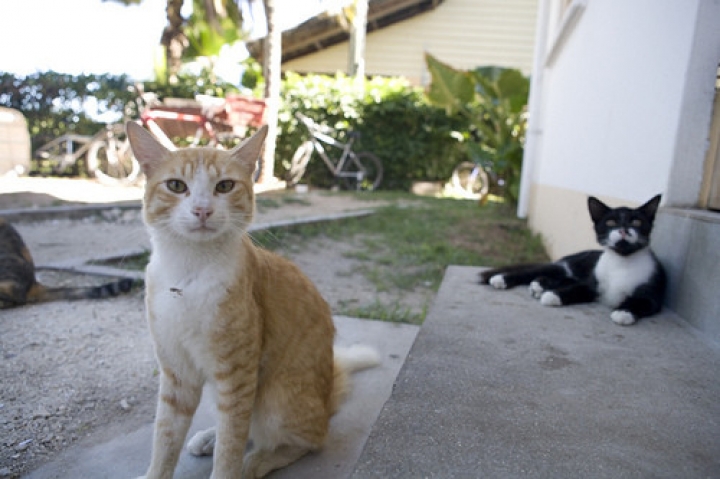 Рижская дума займется стерилизацией котов малоимущих