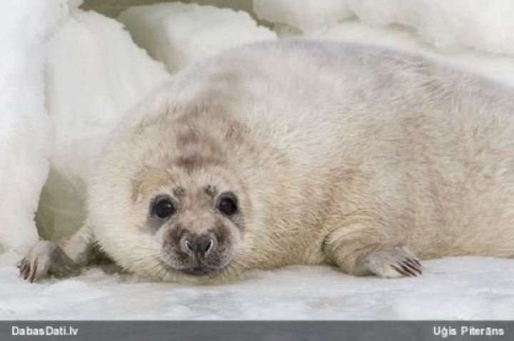 В Мангальсале замечено рекордное количество тюленей
