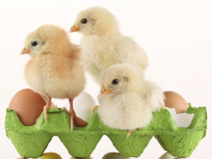 Куриные яйца скоро подорожают