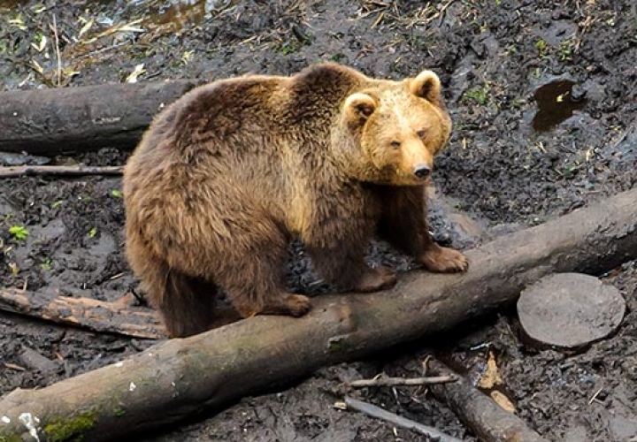 Найдена сбежавшая из заповедника медведица