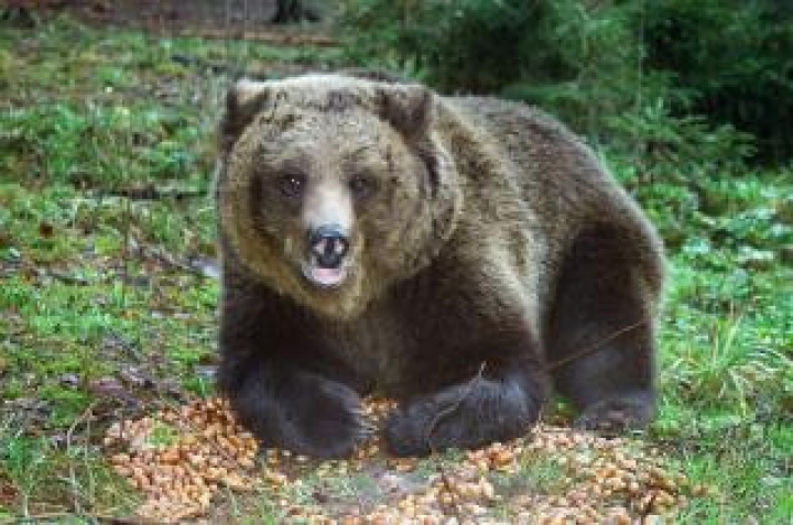 Эксперт: в Латвии некому ловить сбежавших животных