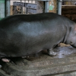 Рижский зоопарк закупит 220 000 кг травы