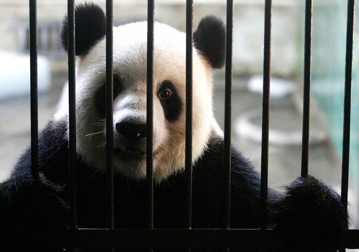 Латвию раскритиковали за плохие условия в зоопарках