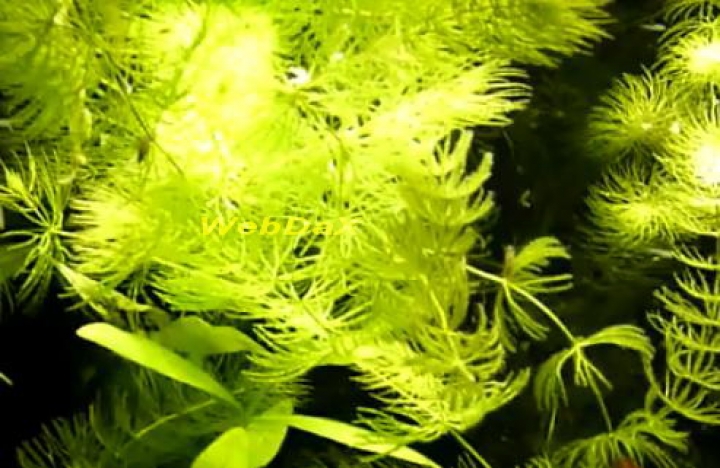 В ботаническом саду нашли редчайшее растение