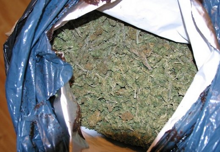 Под Ригой «накрыли» большую плантацию марихуаны