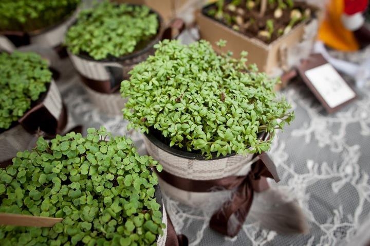 На улице Калнциема состоится «зеленый базарчик»